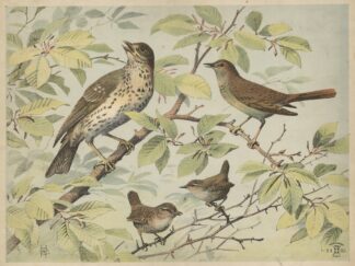 Thrush, nightingale and wren by Oluf August Hermansen