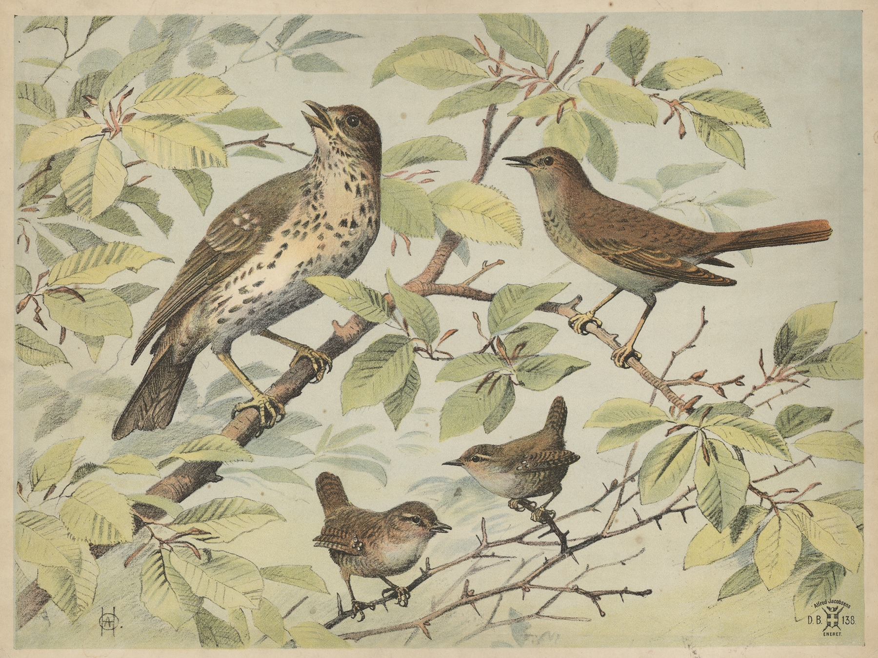 Thrush, nightingale and wren by Oluf August Hermansen