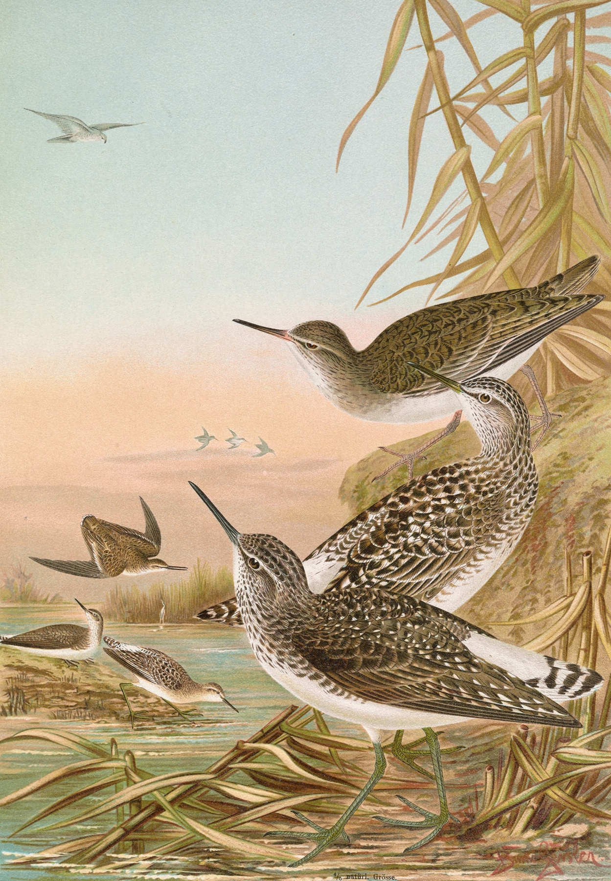 Totanus ochropus, Totanus glareola, Tringoides hypoleucus by Johann Friedrich Naumann