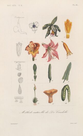Traité de botanique générale Pl.097 by François Hérincq