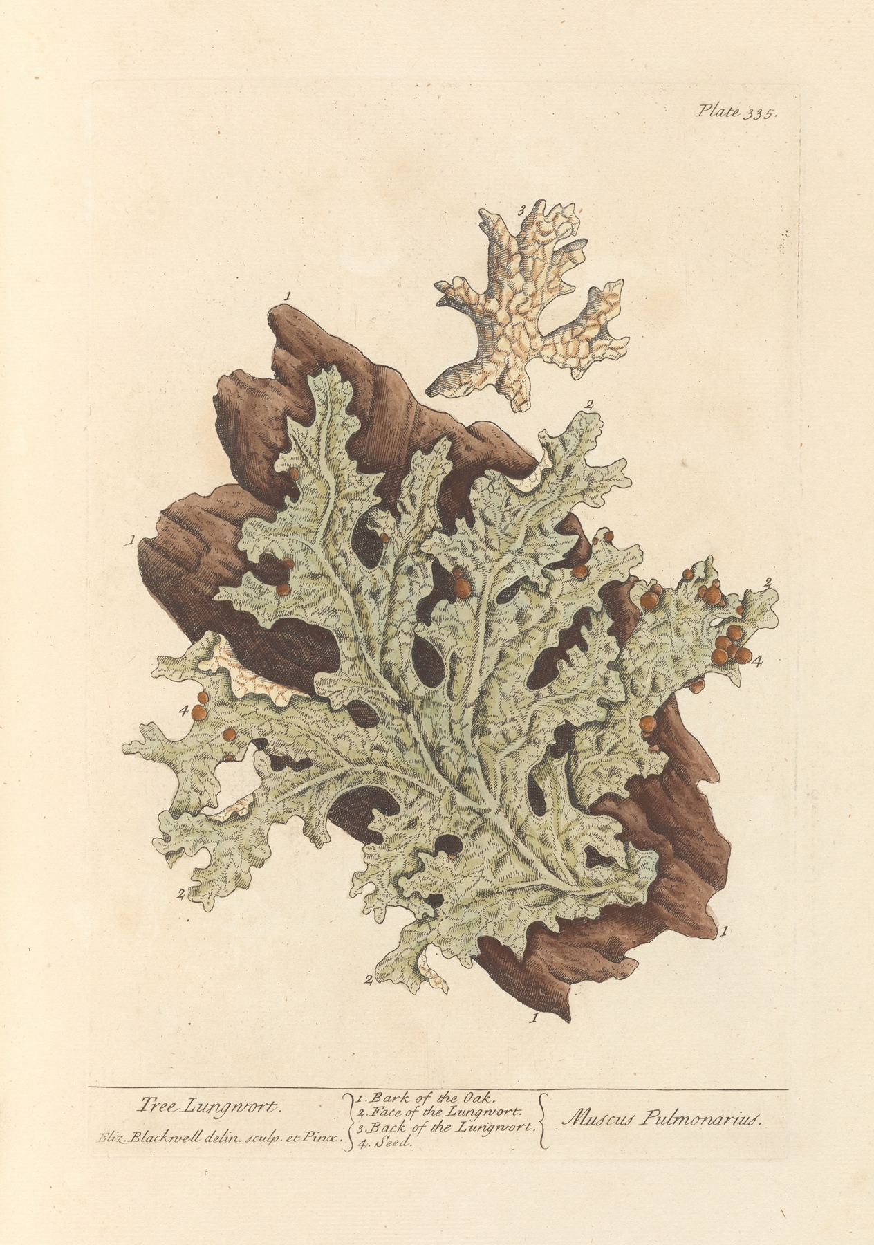 Tree lungwort by Elizabeth Blackwell