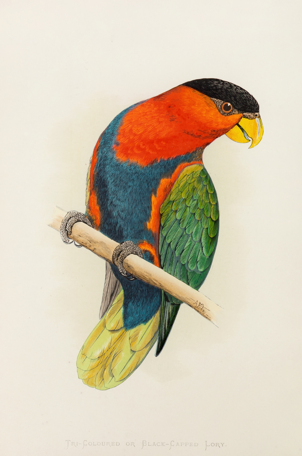 Tri-Coloured or Black-Capped Lory by Alexander Francis Lydon
