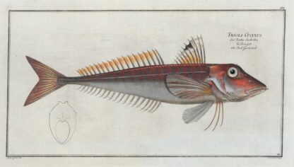 Trigla Cuculus, The Red Gurnard. by Marcus Elieser Bloch