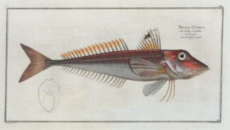 Trigla Cuculus, The Red Gurnard. by Marcus Elieser Bloch