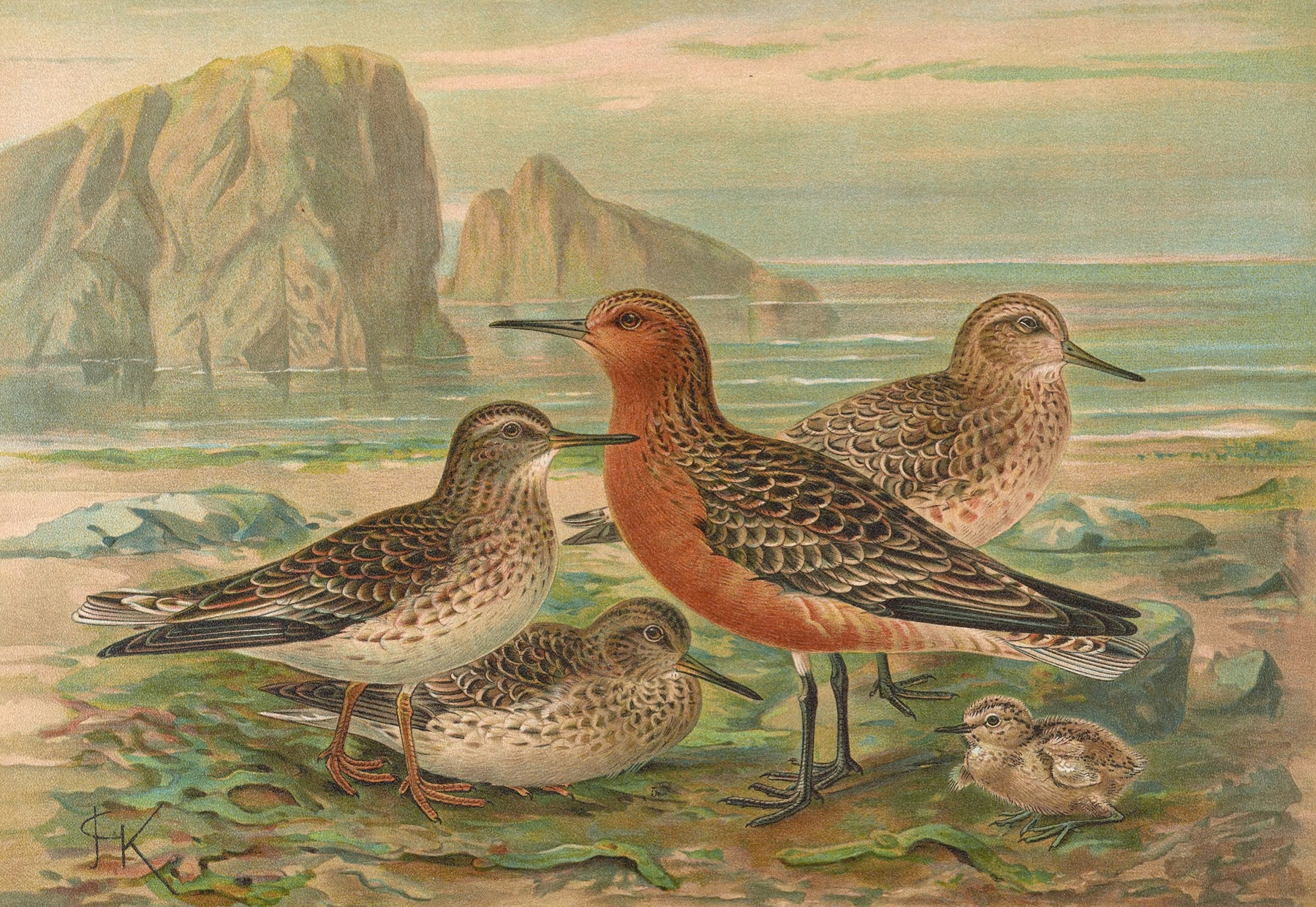 Tringa canutus, Tringa maritima by Johann Friedrich Naumann