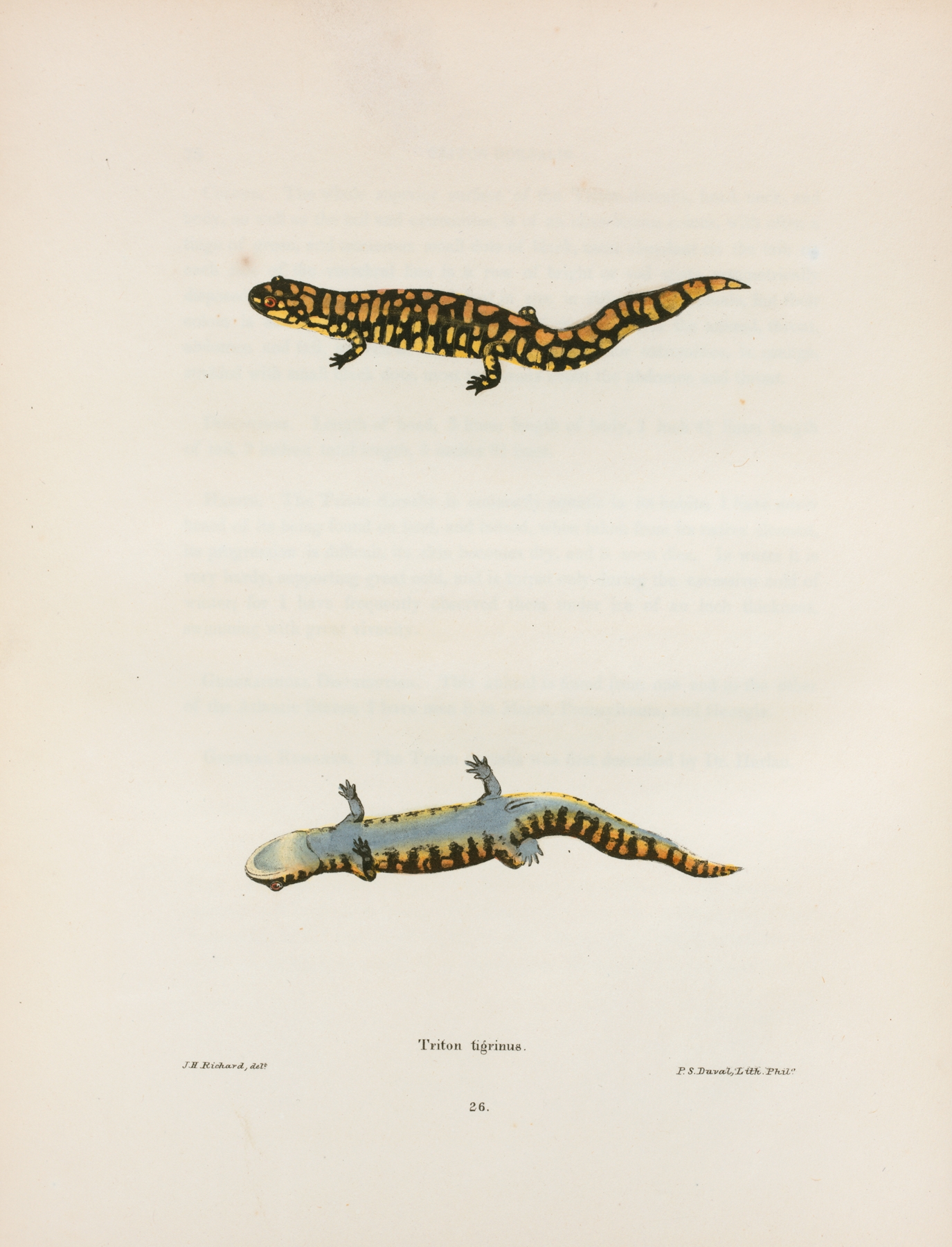 Triton tigrinus by John Edwards Holbrook