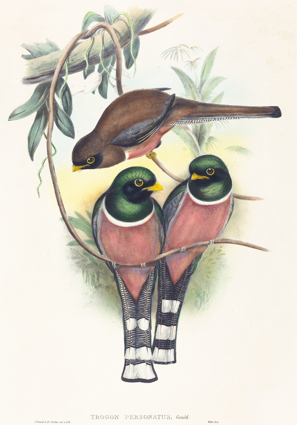 Trogan personatus by John Gould