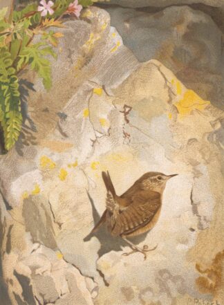 Troglodyte by Léo-Paul Robert