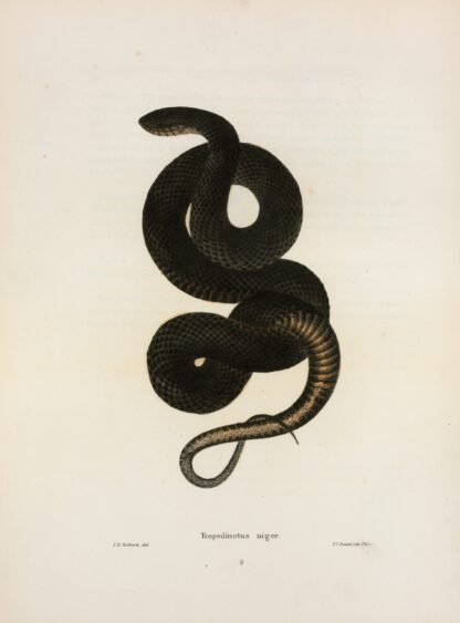 Tropidonotus niger. by John Edwards Holbrook