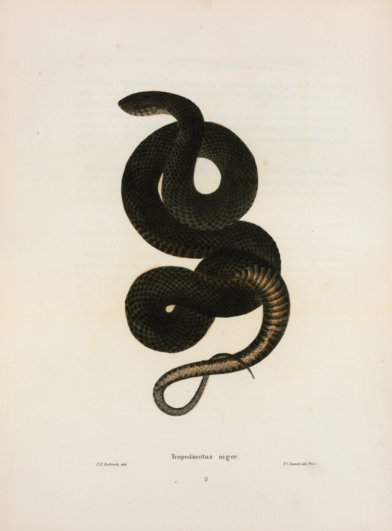 Tropidonotus niger. by John Edwards Holbrook