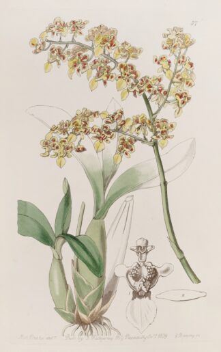 Trowel-lipped Oncidium by Sydenham Edwards