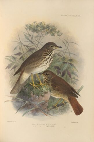 Turdus Auduboni, Turdus Pallasi by Henry Seebohm