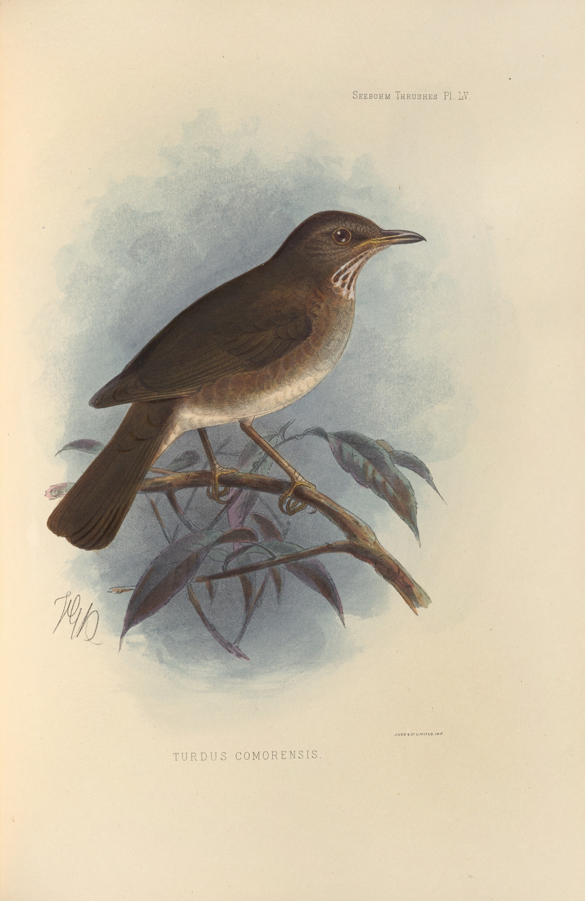 Turdus Comorensis by Henry Seebohm