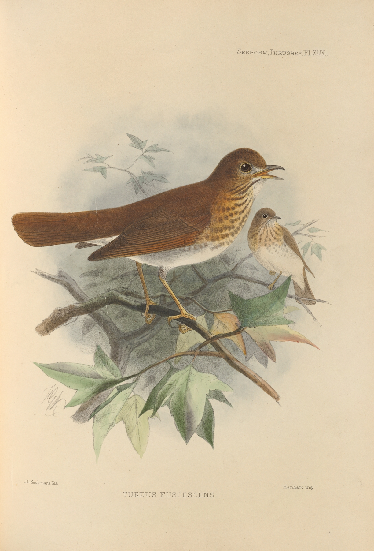 Turdus Fuscescens by Henry Seebohm