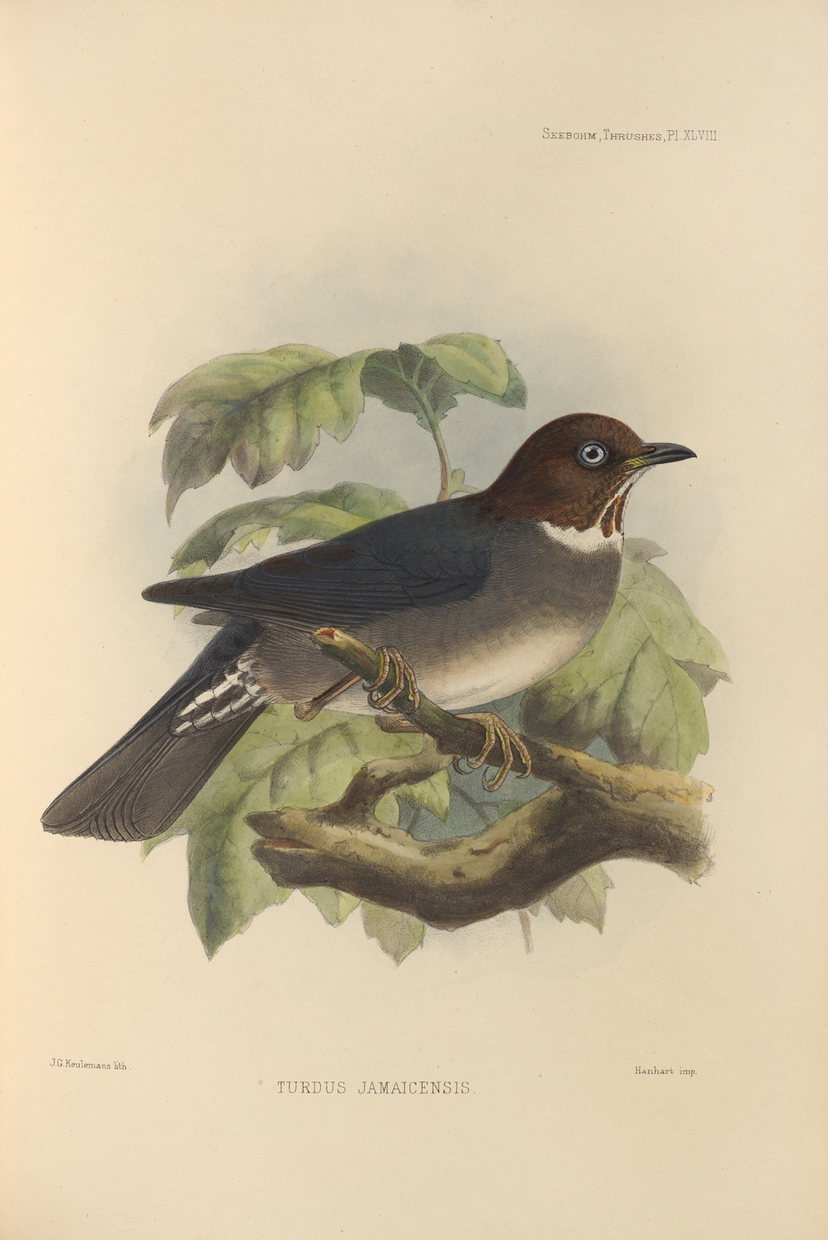Turdus Jamaicensis by Henry Seebohm