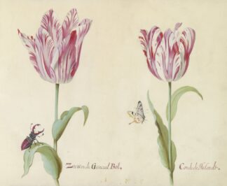 Twee tulpen met vliegend hert en vlinder Zussen de General Bol Conde de Holandt by Jacob Marrel