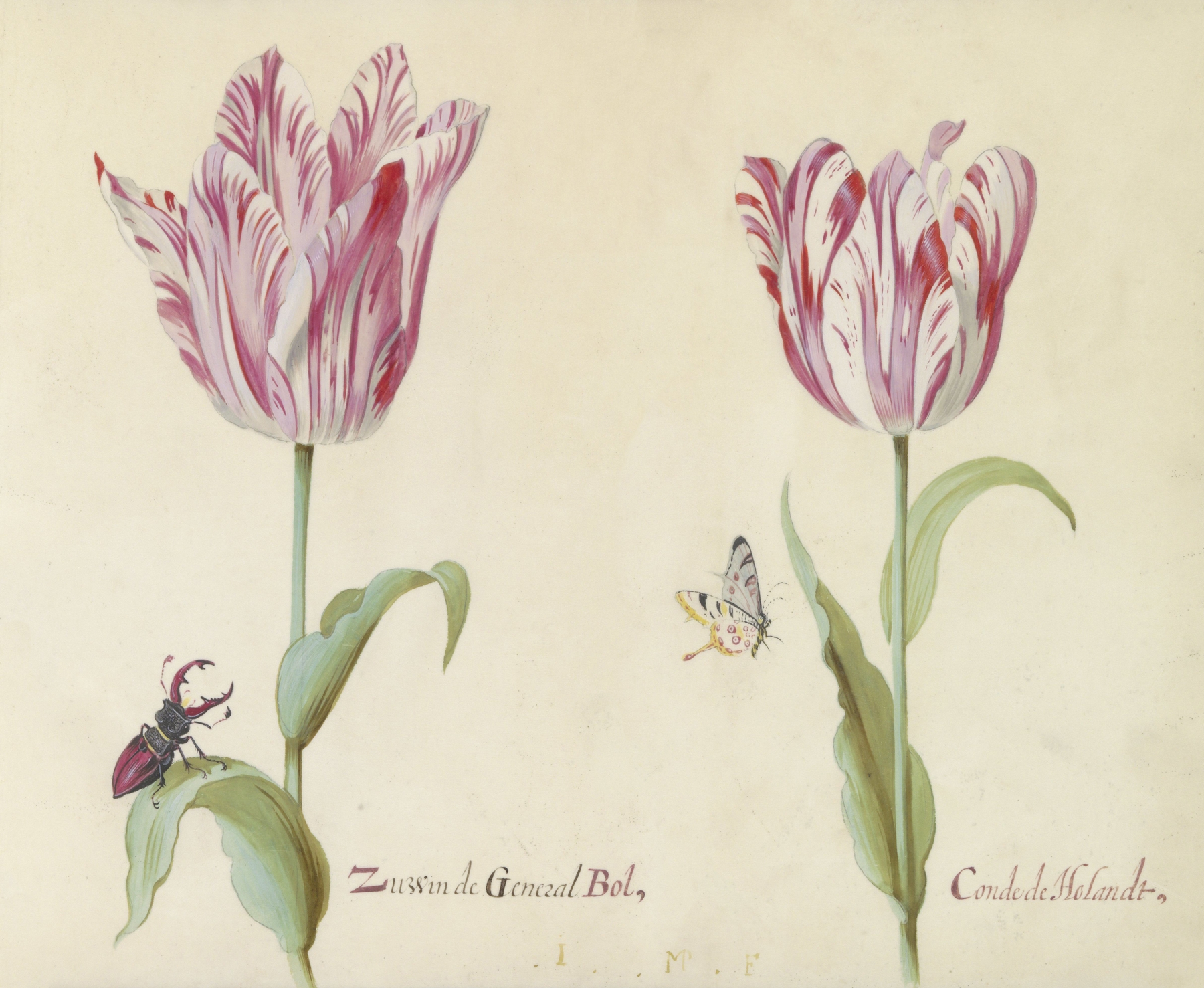 Twee tulpen met vliegend hert en vlinder Zussen de General Bol Conde de Holandt by Jacob Marrel