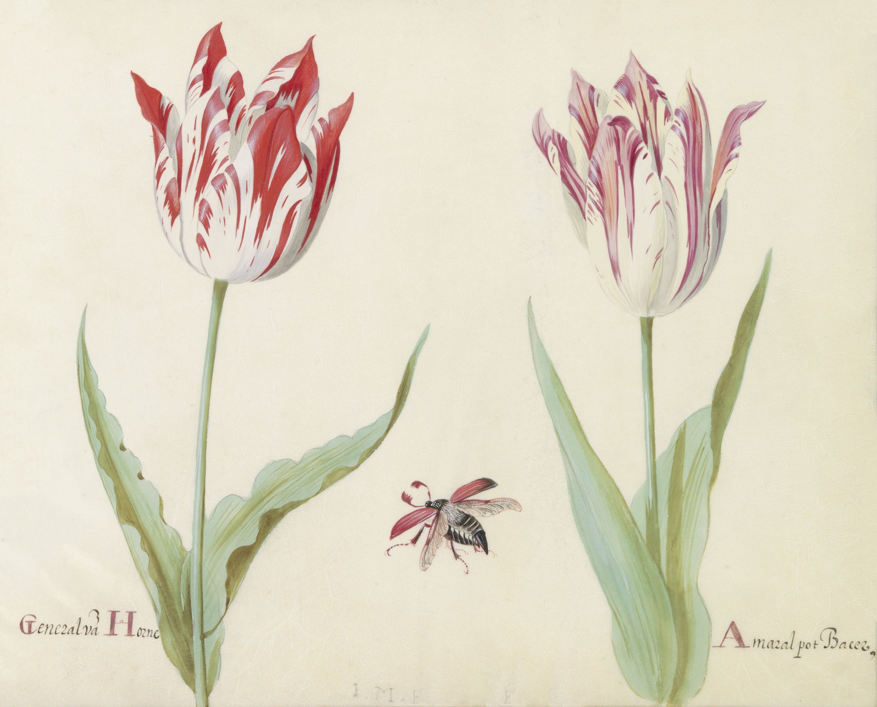 Twee tulpen met vliegende kever General va(n) Horne Amaral pot Bacer by Jacob Marrel
