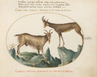 Two Wild Goats by Joris Hoefnagel