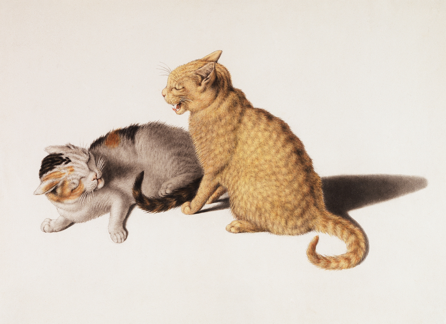 Two young cats be in conflict by Gottfried Mind