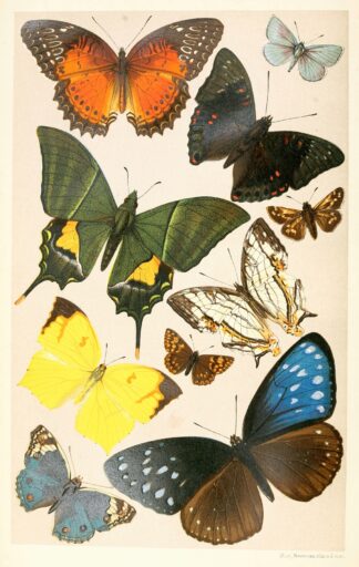 Typical Butterflies by Anonymous