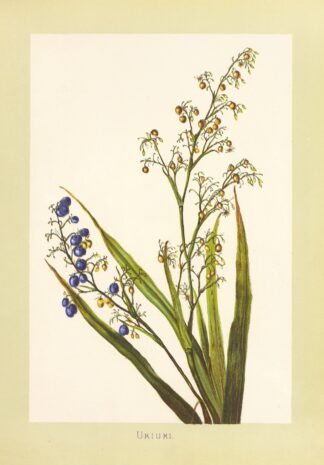 Ukiuki by Isabella McHutcheson Sinclair