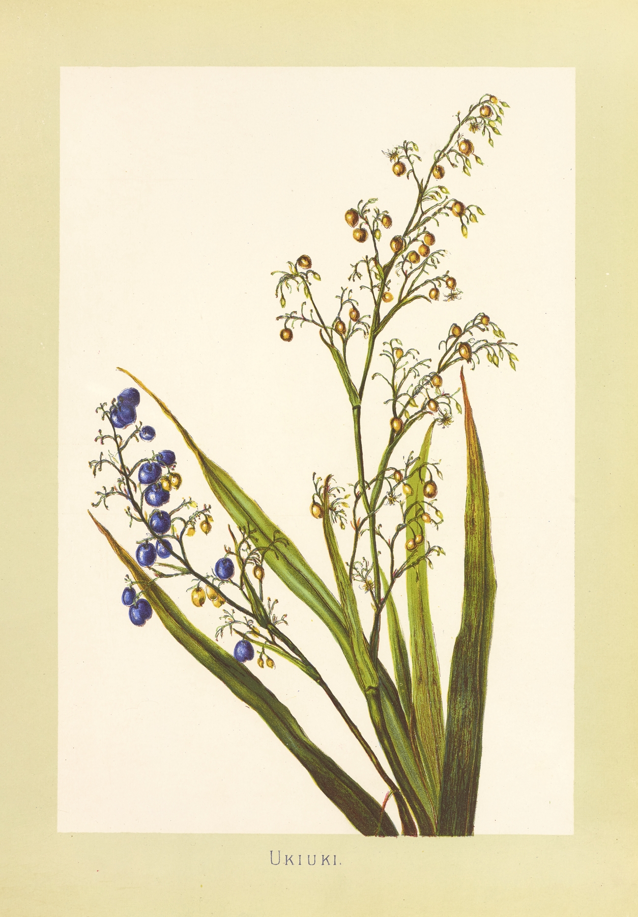 Ukiuki by Isabella McHutcheson Sinclair