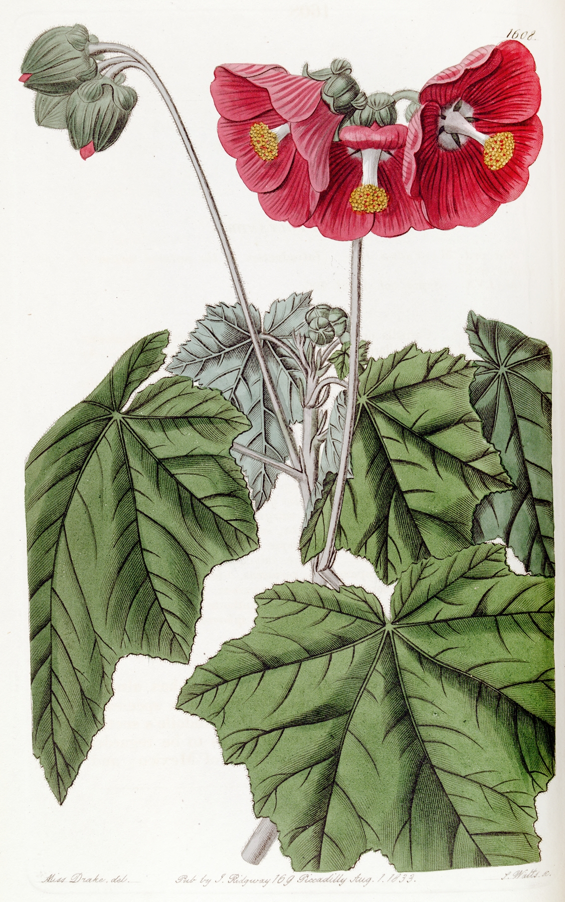 Umbel-flowered mallow by Sydenham Edwards