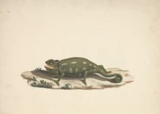 Unidentified Chameleon by Luigi Balugani