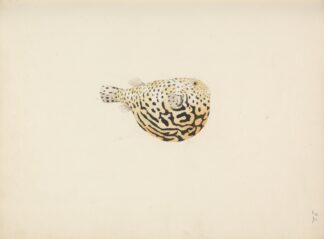 Unidentified Fish by Luigi Balugani