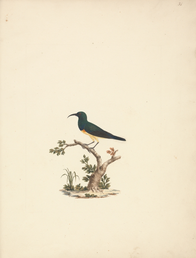 Unidentified Sunbird by Luigi Balugani