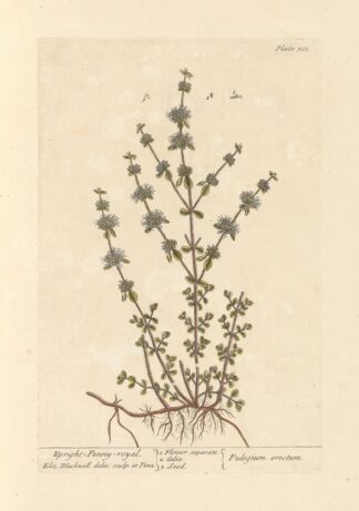 Upright penny royal by Elizabeth Blackwell