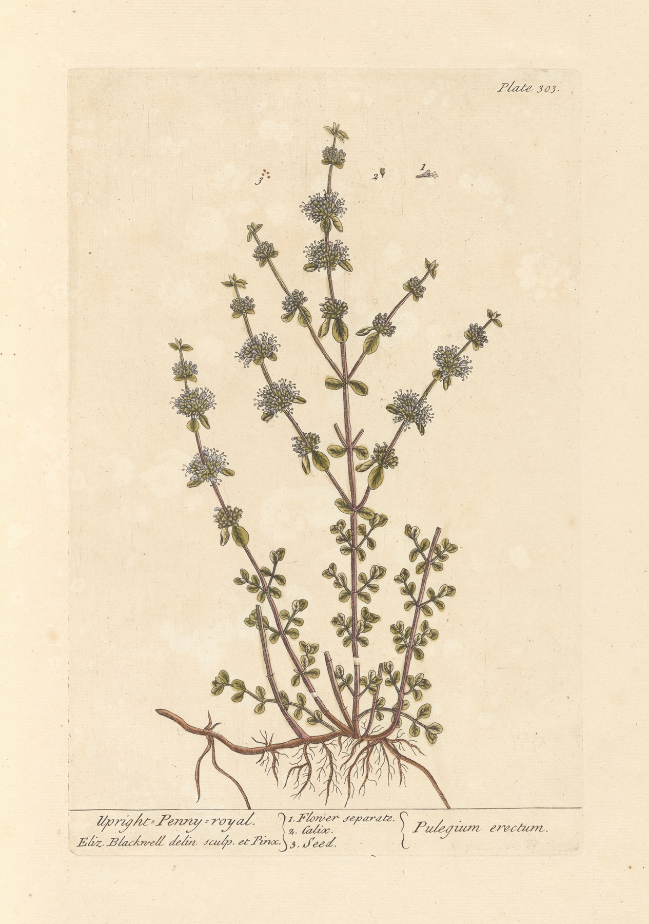 Upright penny royal by Elizabeth Blackwell