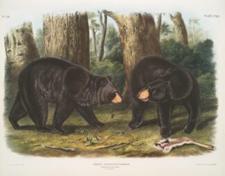 Ursus Americanus, American Black Bear. Male & female. by John Woodhouse Audubon