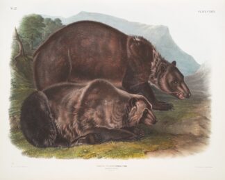 Ursus ferox, Grizzly Bear. Males. by John Woodhouse Audubon