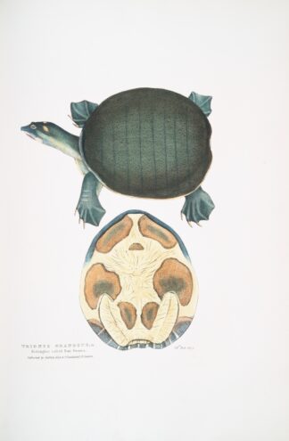 Valvular Trionyx, Emyda punctata, by John Edward Gray