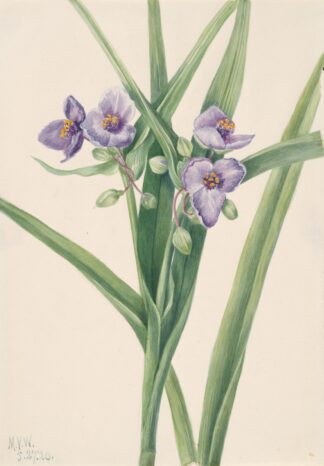 Virginia Spiderwort by Mary Vaux Walcott