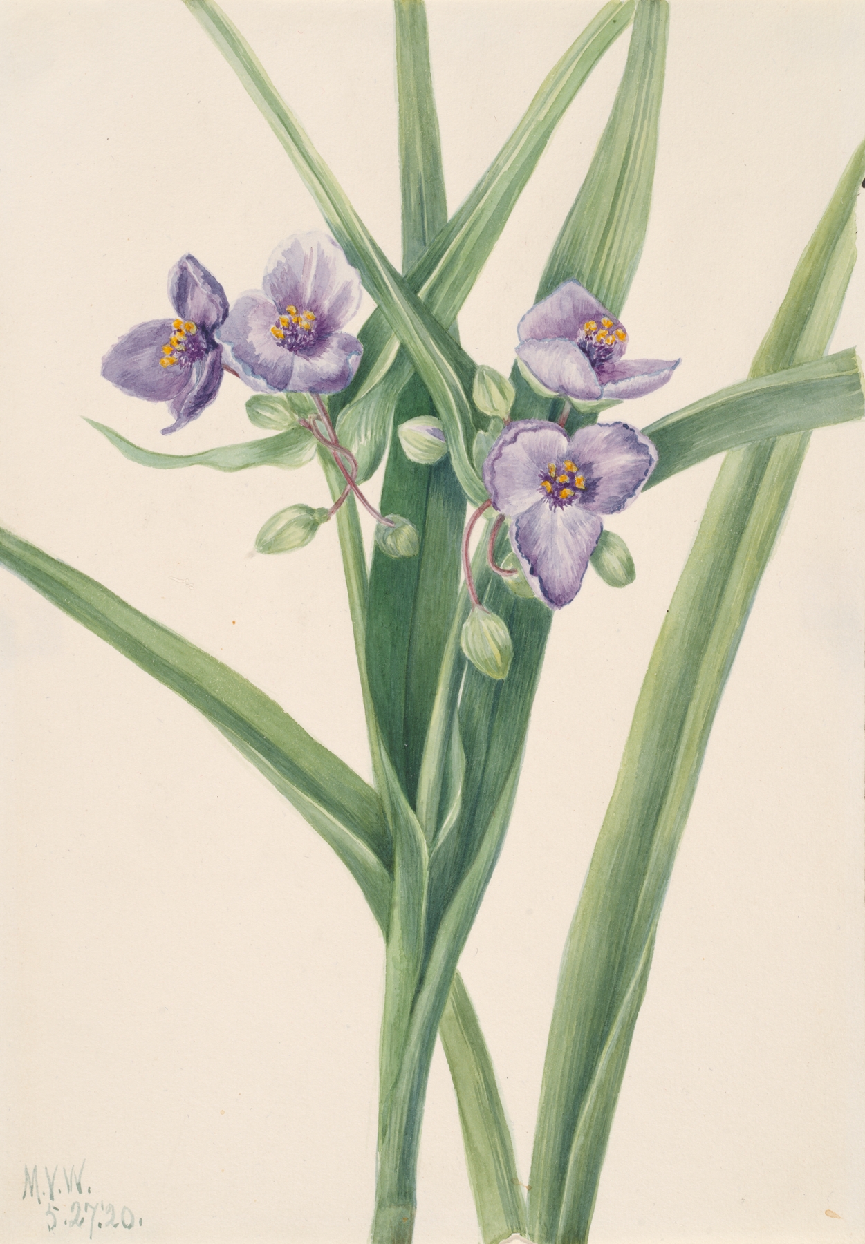 Virginia Spiderwort by Mary Vaux Walcott