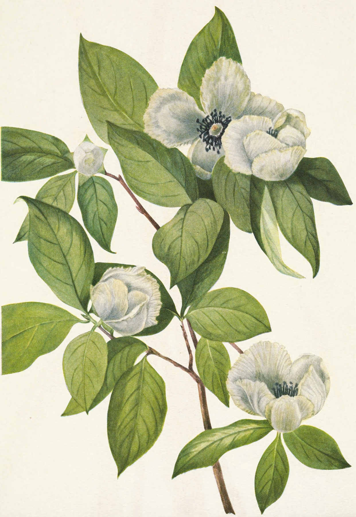 Virginia Stewartia. Stewarti malachodendron by Mary Vaux Walcott