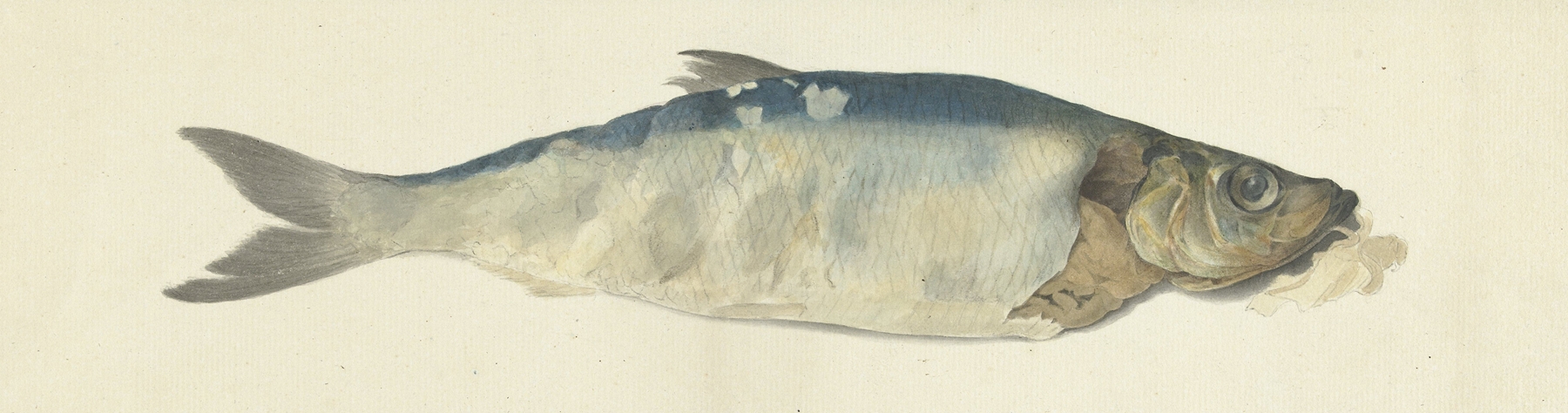 Vis, deels vergaan by Jean Bernard