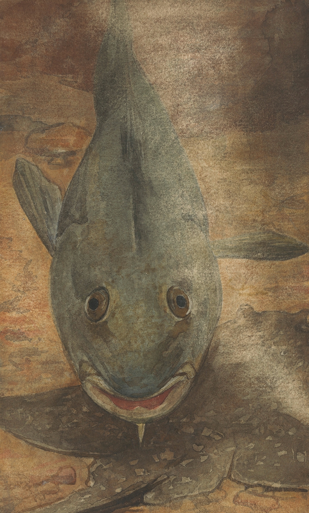 Vis van voren gezien by Willem Witsen