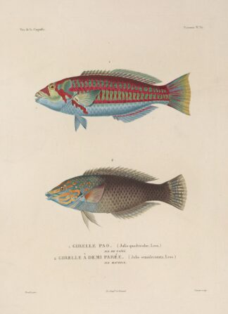 Voyage autour du monde Pl.042 by Louis-Isidore Duperrey