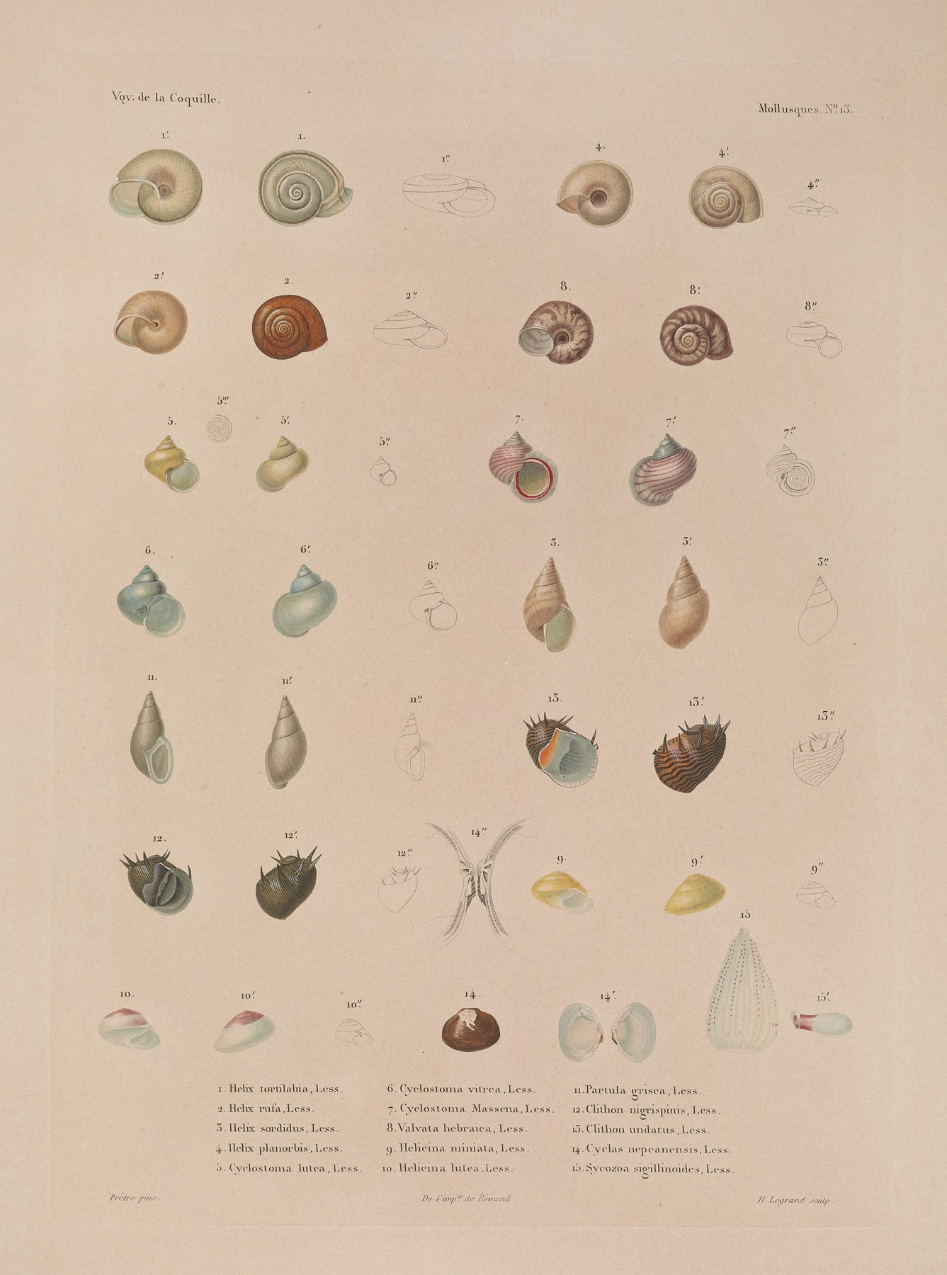 Voyage autour du monde Pl.058 by Louis-Isidore Duperrey