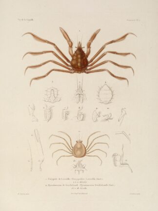Voyage autour du monde Pl.063 by Louis-Isidore Duperrey