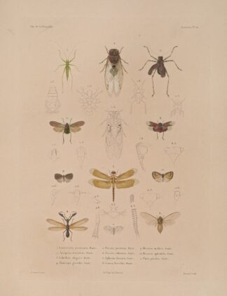 Voyage autour du monde Pl.075 by Louis-Isidore Duperrey