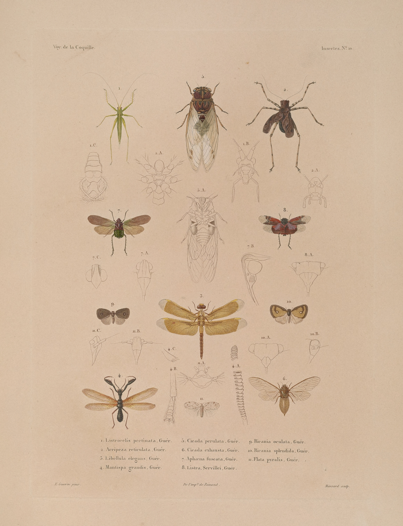 Voyage autour du monde Pl.075 by Louis-Isidore Duperrey