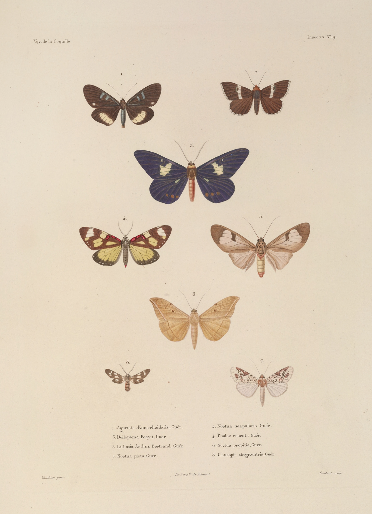 Voyage autour du monde Pl.085 by Louis-Isidore Duperrey