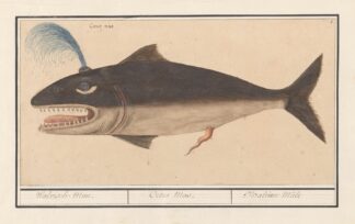 Walvis by Anselmus Boëtius de Boodt