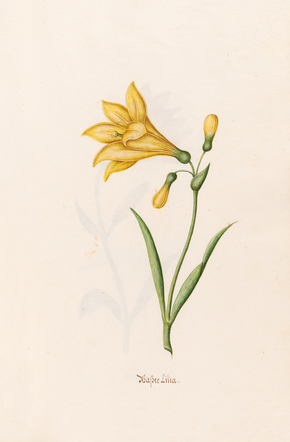 Wasser Lilia by Magdelena Rosina Funck