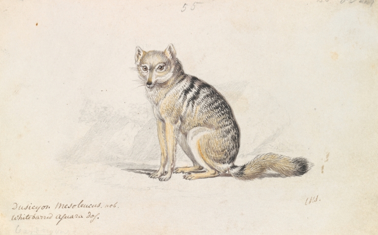 White-Barred Aguara Fox by Charles Hamilton Smith